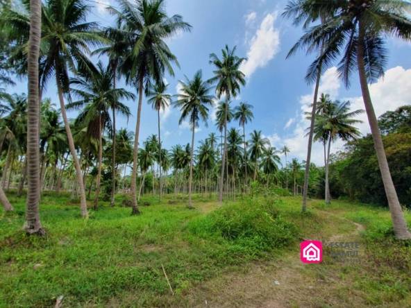 plot beachfront land for sale,