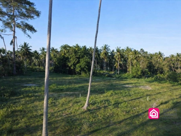 coconut land plot for sale
