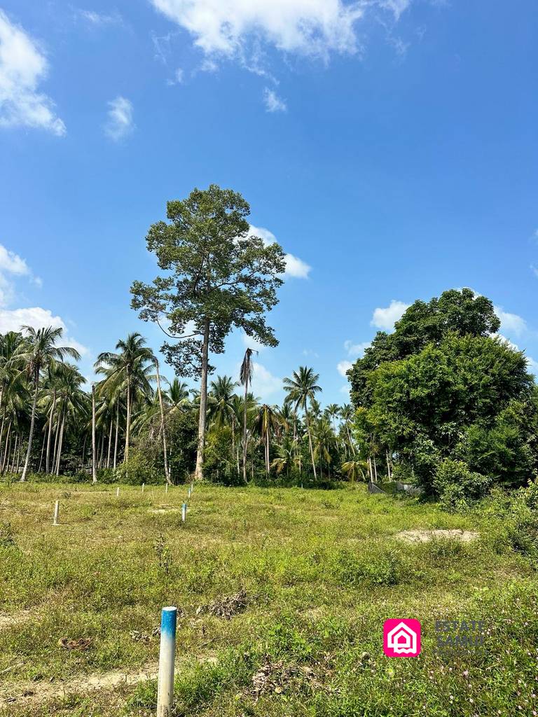 coconut land plot for sale