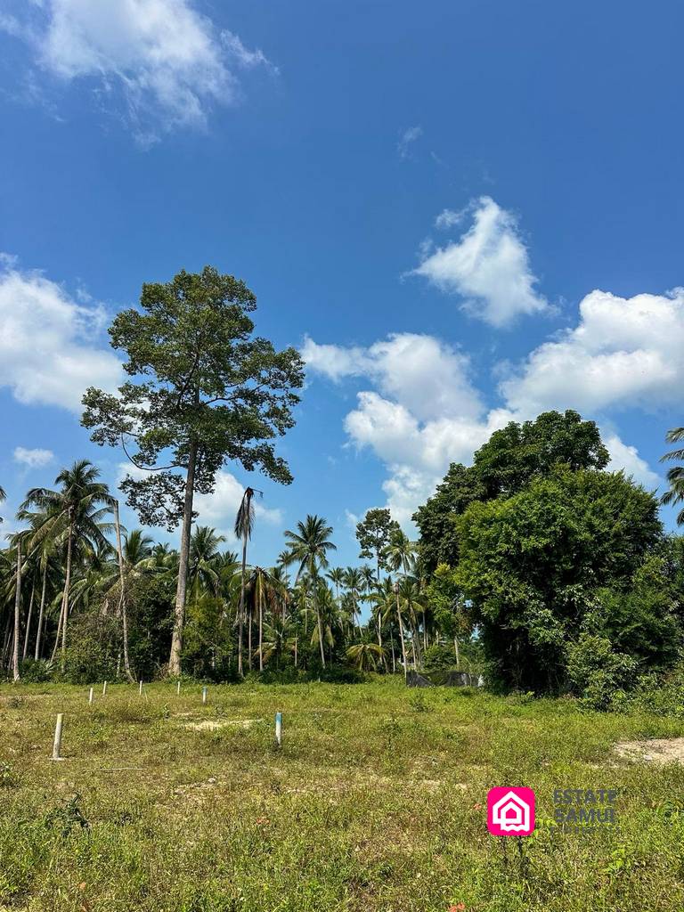 coconut land plot for sale